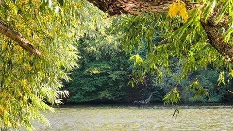 Willow tree branches swaying over calm forest lake Vídeo Stock 346819226