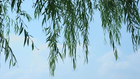 Willow Tree Branches Swaying in the Summer Breeze Under a Clear Blue Sky Stock Footage 342231151