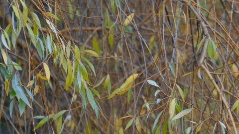 Willow tree branches swaying in wind 動画素材 121977930