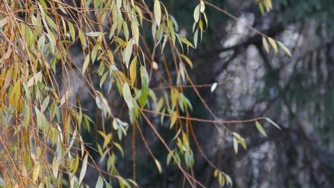 Willow tree branches swaying in wind Stock-Footage 121978034