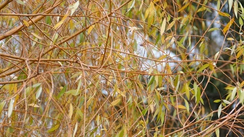 Willow tree branches swaying in wind Stock-Footage 121978122