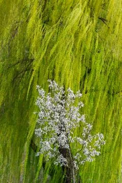 Willow tree branches swaying in the wind, with small blossoming tree Stock Photos