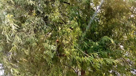 Willow tree branches swinging in the wind with sun rays shining through the Stock Footage 121527158
