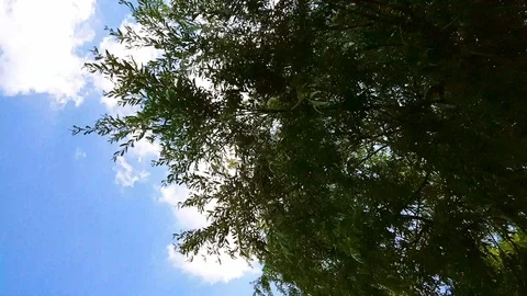 Willow tree branches swinging in the wind under the blue sky. Stock Footage 121527318