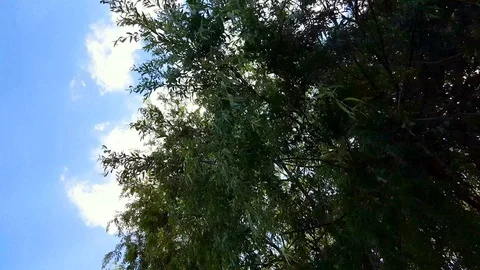 Willow tree branches swinging in the wind under the blue sky. Stock Footage 121527416