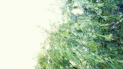 Willow tree branches swinging in the wind under the bright sunshine. Stock Footage 121527593