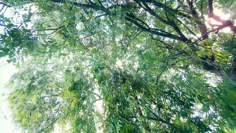 Willow tree branches swinging in the wind under the bright sunshine. Stock Footage 121527864