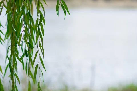 Willow tree branches with water on the background Stock-Fotos