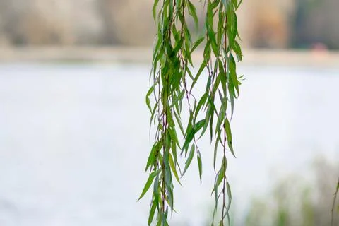 Willow tree branches with water on the background Stock Photos