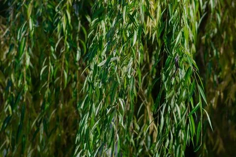 Willow tree branches with water on the background Stock Photos