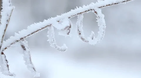 Willow tree on branches in winter Stock-Footage 44782235