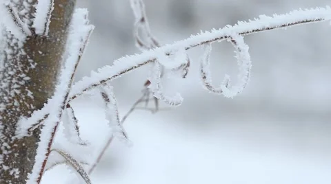 Willow tree on branches in winter Stock Footage 55009868
