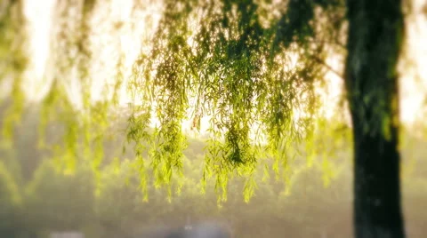 Willow tree brand in susnet Stock Footage 55485034