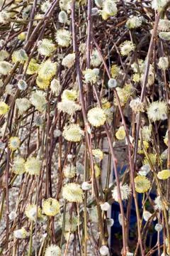 Willow tree buds Stock Photos