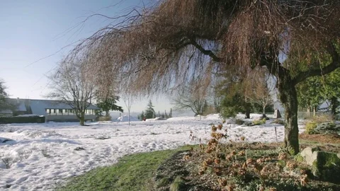 Willow Tree at Burnaby Mountain Park Stock Footage 71379249