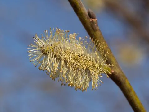 Willow tree with catkin Stock Photos