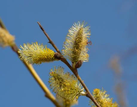 Willow tree with catkin Stock Photos
