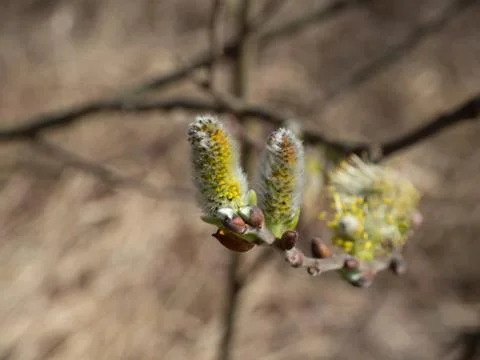 Willow tree with catkin in spring Stock Photos