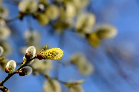 Willow tree catkins opening Stock Photos