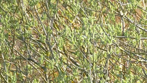 Willow tree with catkins. Spring background. With audio. Birds chirping. Stock Footage 151664060