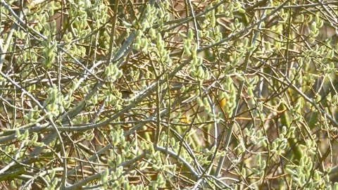 Willow tree with catkins. Spring background. With audio. Birds chirping. Stock Footage 151664065