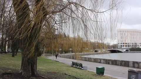 Willow tree at the city park during winter time 스톡 동영상 124008536