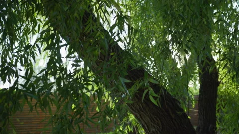 Willow tree closeup at park, sun's rays pass through branches with green leaves Vídeo Stock 142424099