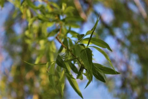 Willow Tree Closeup Stock Photos