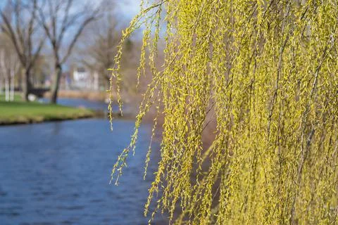 Willow tree closeup Stock Photos