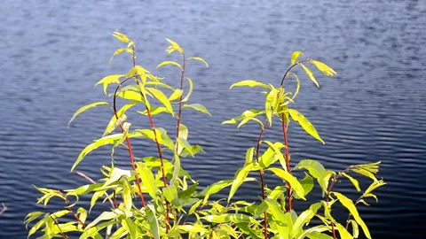 Willow tree closeup under wind weather and blue water waves, summer environment. Stock Footage 90910118