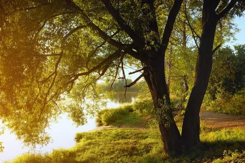 Willow tree by coast of pond at sunset of sunny summer day Foto stock