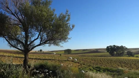 Willow tree in continental climate, blue sky and willow tree, Stock Footage 205049316