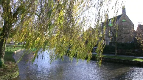 Willow tree cotswolds england Stock Footage 667416