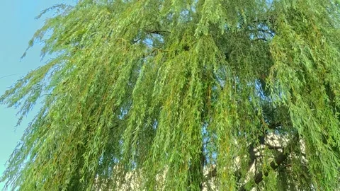Willow tree crown swaying with branches moving in summer breeze Video stock 317472746