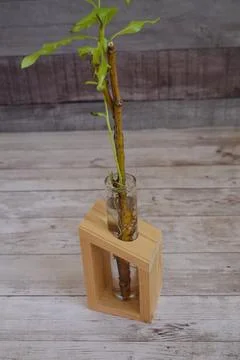 Willow tree cutting growing roots in water Stock Photos