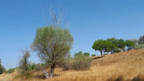 Willow tree that does not give up trying to live, Stock Footage 140098813