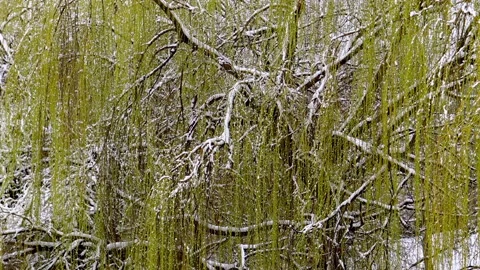 Willow tree during cold snowy day. Vidéo 206109477