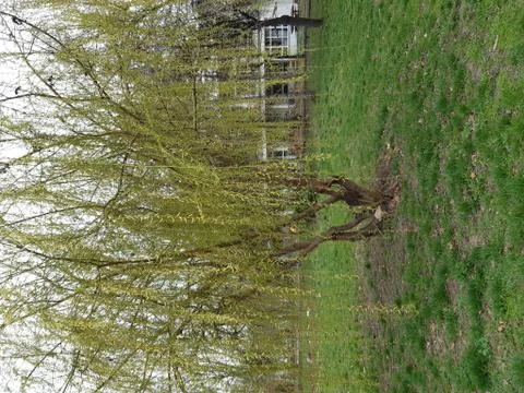 Willow tree in early spring Stock Photos