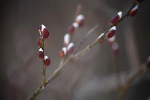 Willow tree, early spring tree buds branch Stock Photos