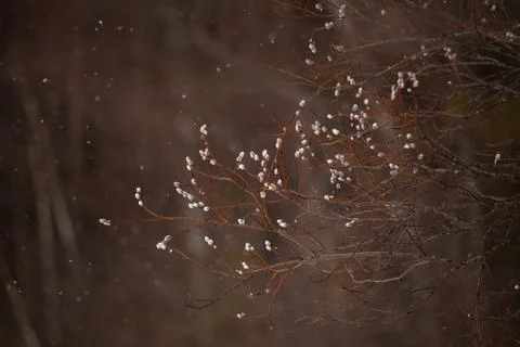 Willow tree, early spring tree buds branch Stock Photos