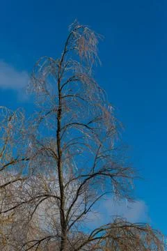 Willow tree encased in ice Stock Photos