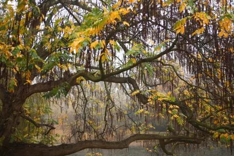 Willow tree in fall colors Foto stock
