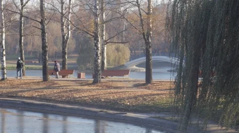 Willow tree in a fall park Stock Footage 45576970