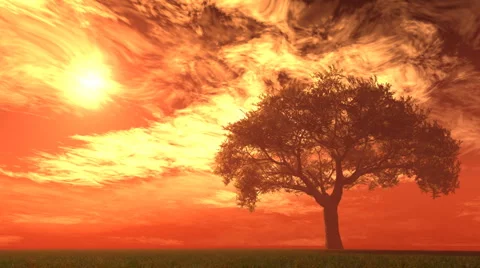 Willow tree in field with fire sky 库存影片 1089943