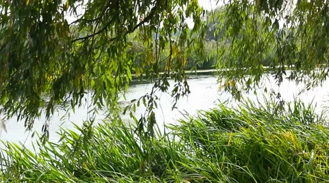 Willow tree. flecks of sunlight Stock-Footage 68113780
