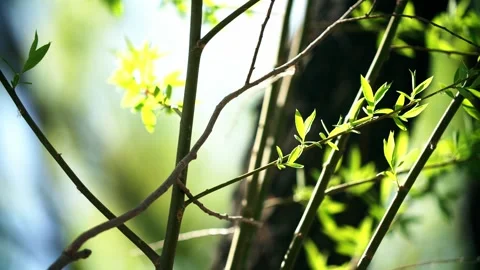 The willow tree flutters in the wind in the spring breeze - the leaves send  Stock Footage 257287594
