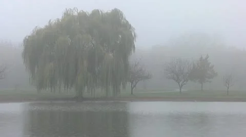 Willow tree in the fog Stock Footage
