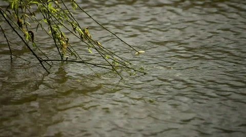 Willow Tree Stock Footage 720792