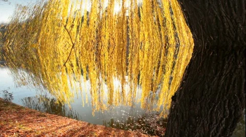 Willow Tree Vídeo Stock 7904513