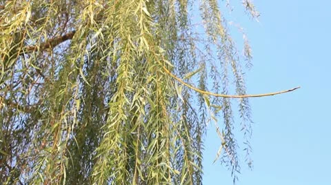 Willow tree Stock Footage 9844389